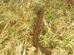 Ooperipatellus