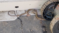 Elgaria multicarinata