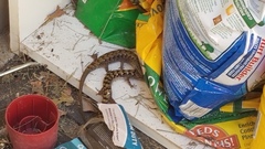 Elgaria multicarinata