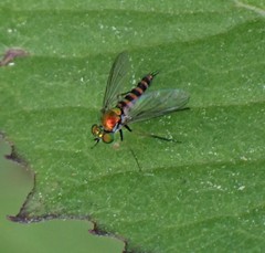 Condylostylus graenicheri