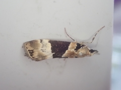 Eudonia aspidota