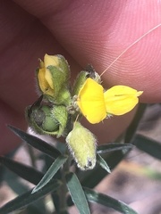 Crotalaria montana
