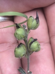Crotalaria montana