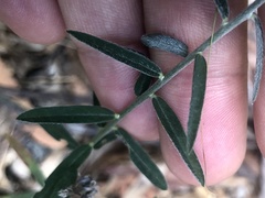 Crotalaria montana
