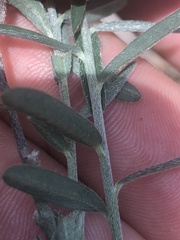 Crotalaria montana