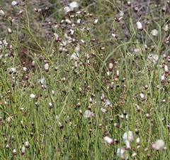 Baccharis juncea