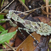 Gonatista grisea - Photo (c) Richard  Crook,  זכויות יוצרים חלקיות (CC BY-NC-SA)