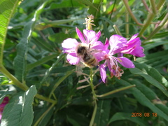 Bombus bifarius