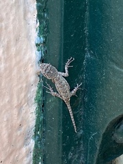 Sceloporus grammicus microlepidotus