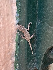 Sceloporus grammicus microlepidotus