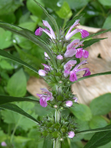 Honeyweed (Leonurus sibiricus)