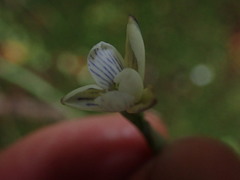 Thelymitra pulchella