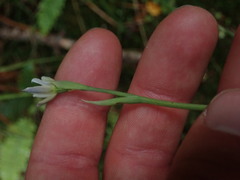 Thelymitra pulchella