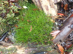 Juncus antarcticus