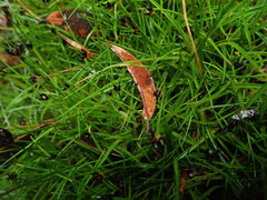 Juncus antarcticus