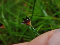 Juncus antarcticus