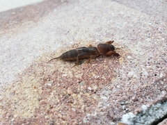 Neocurtilla