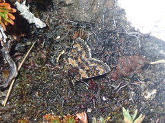 Paranotoreas opipara