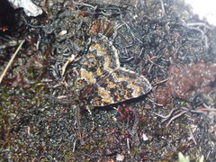 Paranotoreas opipara