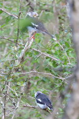 Prionops plumatus poliocephalus