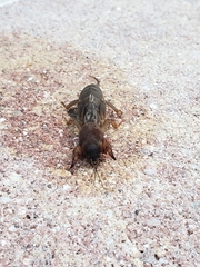 Neocurtilla