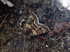 Paranotoreas opipara