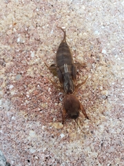 Neocurtilla