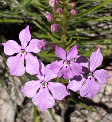 Isotoma hypocrateriformis
