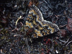 Paranotoreas opipara