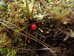 Astelia linearis