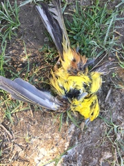 Emberiza citrinella caliginosa