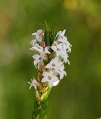 Epacris lanuginosa