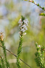 Epacris lanuginosa