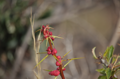 Berberis chilensis