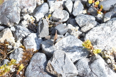 Lycaena boldenarum
