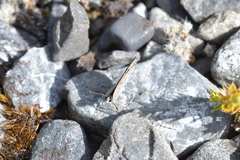 Lycaena boldenarum