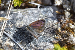 Lycaena boldenarum