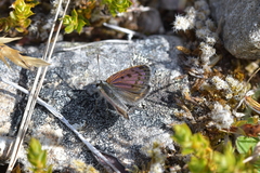 Lycaena boldenarum