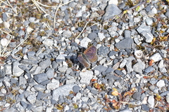 Lycaena boldenarum