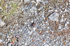 Lycaena boldenarum