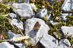 Lycaena boldenarum