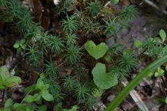 Polytrichadelphus magellanicus