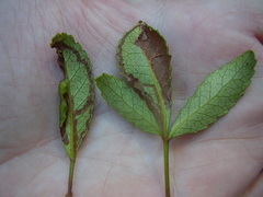 Caloptilia chrysitis