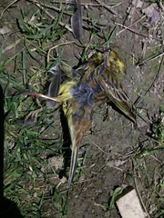 Emberiza citrinella caliginosa