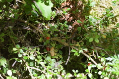Coprosma depressa