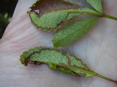 Caloptilia chrysitis