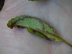 Caloptilia chrysitis