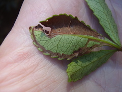 Caloptilia chrysitis