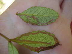 Caloptilia chrysitis