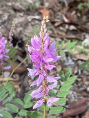 Indigofera baileyi